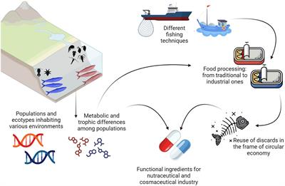 Casting light on the European anchovy: from biology to conservation and industry